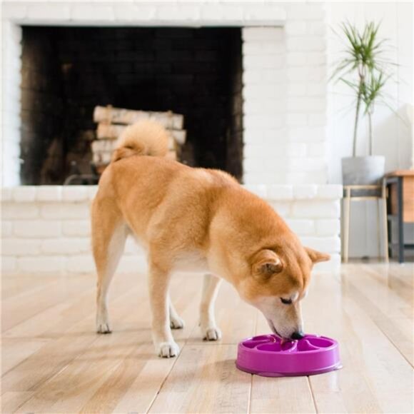 Dog Bowl feeder Puppy bowl Slow Feeder Medium size Purple - Picture 2 of 7